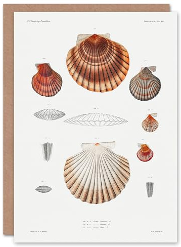 Artery8 Augustus A Gould Art Card Clam Shell Varieties Illustration