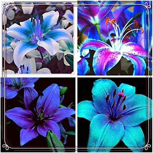 Lilienzwiebeln-Winterhart MehrjäHrig,Lilie Zimmerpflanze,Lilien Blumenzwiebeln,Lilien Pflanzen,Lilien Zwiebeln,Bonsai Pflanze,Einfache Wartung-5zwiebeln-d