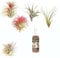 Abono para Plantas del Aire + 5 Tillandsias Naturales de Diferentes Especies