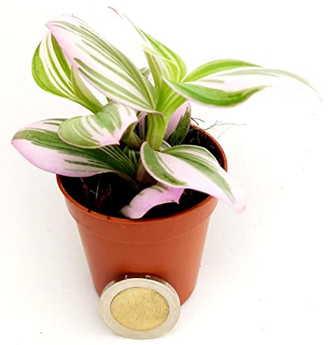 POWERS TO FLOWERS - TRADESCANTIA NANOUK MINI IDEALE PER TERRARIUM VASO 5,5CM, pianta vera