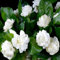90 graines de fleurs de jasmin blanches
