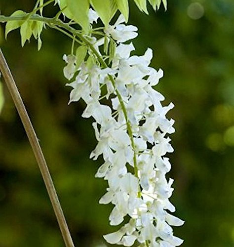 Weißer Chinesischer Blauregen 60-80cm - Wisteria sinensis