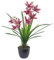 Leaf Artificial Orchid with Black Ceramic Planter, Dark Pink, 50cm