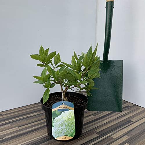 Hydrangea Limelight Supplied in a 3 Litre Pot