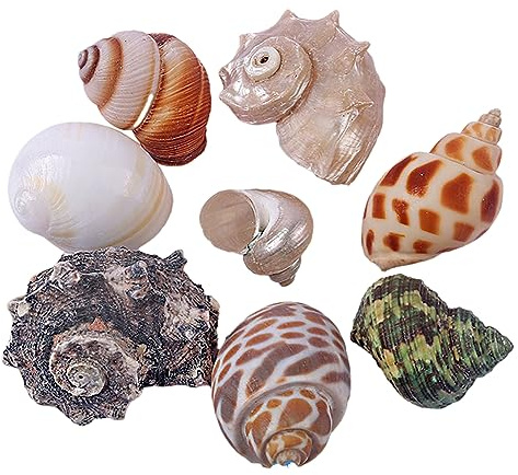 YAYDAFSHSAI Grands Coquillages Coquilles de Bernard-l'hermite - Grandes à Moyennes coquilles de conques Naturelles for Aquarium - Maison(M)