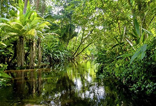 Scenolia Papier Peint Intissé Forêt et Rivière dans la Jungle Tropicale 3 x 2,70m - Décoration Murale Effet Trompe l’Oeil - Revêtement Panoramique Tapisserie XXL - Pose Facile et Qualité HD