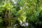 Scenolia Papier Peint Intissé Forêt et Rivière dans la Jungle Tropicale 3 x 2,70m - Décoration Murale Effet Trompe l’Oeil - Revêtement Panoramique Tapisserie XXL - Pose Facile et Qualité HD