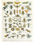 Artery8 Millot Nature Enzyklopädie Seite Insekten Zikade Ungerahmter Druck 30x40 cm