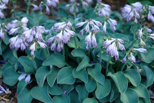 Hosta Plants, 'Blue Mouse Ears', 2 x Full Plants in 2 Litre Pots, Hostas, Garden Ready, Ready to Plant, Premium Quality Garden Perennials