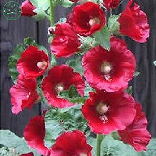Hibiscus syriacus, lila rosenmalve Althaea Samen, Samen Hardy Strauchrose, 30 Samen, Samen von f25 roten