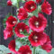 Hibiscus syriacus, lila rosenmalve Althaea Samen, Samen Hardy Strauchrose, 30 Samen, Samen von f25 roten