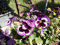 SEMI VIOLA CORNUTA (MISCUGLIO COLORI)