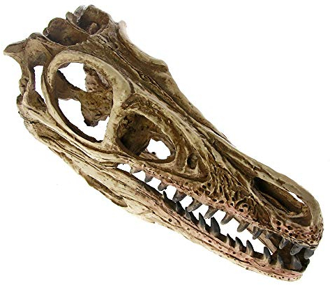Dekoartikel Tierstatuen Gartenfiguren Lehrmodell Dinosaurier Schädel Velociraptor Fossile Harzskulptur