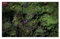 Stk - 8x Kalettes, Flowersprout Grünkohl Gemüse Garten Pflanzen - Samen KS198 - Seeds & Plants Shop by Ipsa