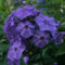 Pianta vera di Phlox paniculata Blue - Bulbo
