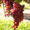 Tafeltraube 'Vanessa®' rot – kernlose Traubenrebe für den Garten - 1 Traubenpflanze von Pflanzen-Kölle im 3 Liter Topf - Vitis vinifera Vanessa