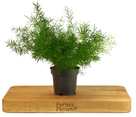 Asparagus Fern - Asparagus Sprengeri in a 12cm Pot