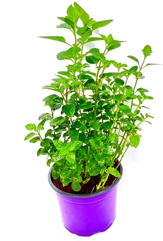 Zitronen-Minze (Mentha x gentilis var. Citrata)