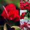 20 Piezas Semillas De Flores De Buganvilla Roja Decoración De Jardín De Plantas Ornamentales Semillas de buganvilla roja