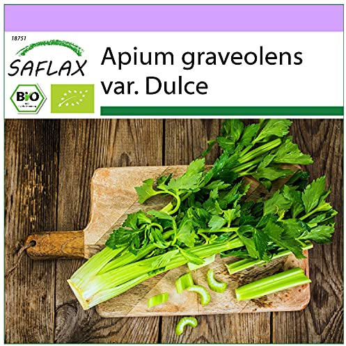 SAFLAX - BIO - Stangensellerie - Tall Utah - 500 Samen - Apium graveolens