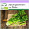 SAFLAX - BIO - Stangensellerie - Tall Utah - 500 Samen - Apium graveolens