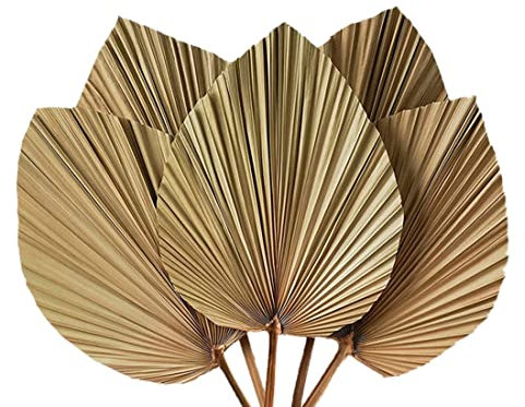 DéCoration de Chambre en Feuilles de Palmier SéChéEs 5 PièCes - 45,7 Cm H X 25,4 Cm L DéCor de Feuilles de Palmier Naturel pour Un Beau Look BohèMe