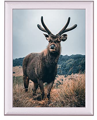Rahmendesign24 Posterrahmen Fiona 50x70 Alu gebürstet Fotorahmen, Wechselrahmen, Bilderrahmen