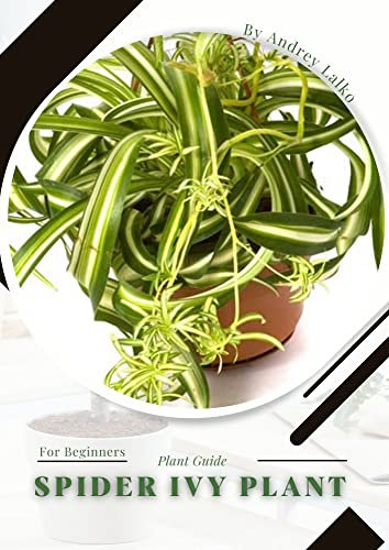 Spider Ivy Plant: Plant Guide