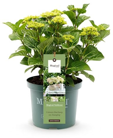 Green boutiQ - Balkonpflanze - Hortensie - Hydrangea Magical Nobless - Weiß - 6-10 Blüten - Topf 23cm Höhe 55cm