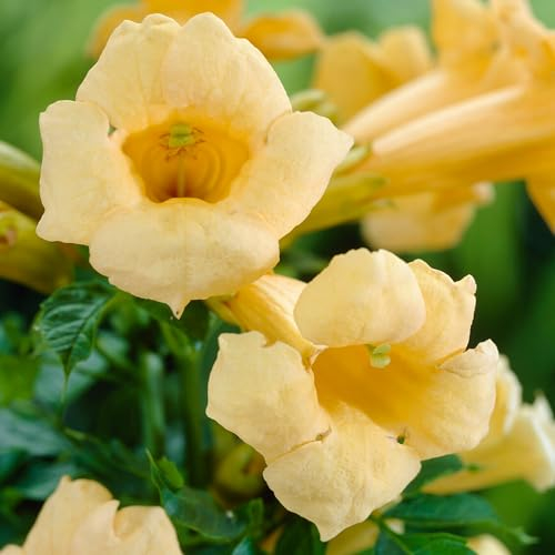 Campsis Flava | Yellow Trumpet Vine | Climbing Plants Outdoor Garden Ready to Plant | Flowering Garden Plants Hardy | Fast Growing for Trellis, Walls, Fences (9cm Pot, 20-30cm)
