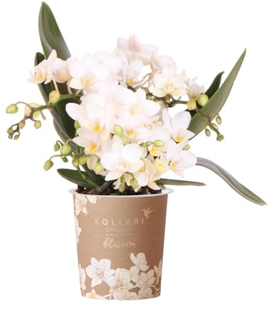 Weiße Phalaenopsis Orchidee Nazaré Zimmerpflanze Ø9 cm | pflegeleicht und Blühfreudig, ideal für Küche, Wohnzimmer und Büro, lange Blütezeit, für helle Standorte