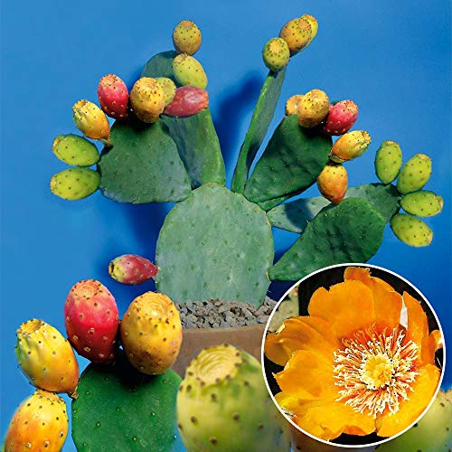 5 semillas frescas – Tufa (Opuntia indica) – muy decorativas y muy sabrosas