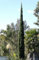 12 Semillas De Ciprés De'Italia (Cupressus Sempervirens) G675 Italienische Zypresse