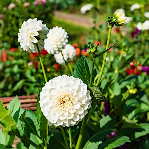 Dahlien Knollen Winterhart Blumenzwiebeln MehrjäHrig Zierlauch Zwiebeln Frisch Blumen Winterharte Dahlien KüBelpflanzen Garten Pflanzen Gartendeko FüR DraußEn Balkonblumen 2 Dahlien Zwiebel(Weiß)