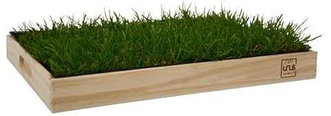 UNUS Katzengras inklusive Holztablett 40x30cm Naturfarben fertig gewachsen echtes Gras Katzenwiese für drinnen und draußen