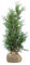 Lebensbaum ‚Martin‘ – Thuja plicata – Heckenpflanze – Auswahl der Höhe 60–200 cm – immergrün & robust – ideal für Sichtschutz und dichte Hecken (Variante 80-100cm)