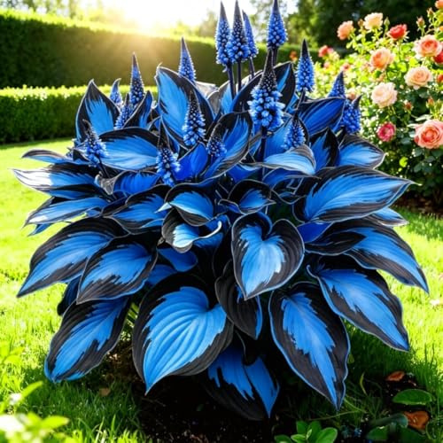 100 variétés d'hosta, avec leurs combinaisons de feuillage richement colorées, font un choix luxuriant et vibrant pour les accents de feuilles,Bleu