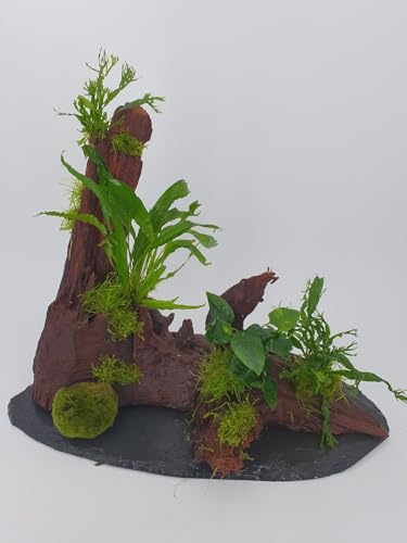 Garnelenbäumchen Mangrovenwurzel XXL auf Schieferplatte mit großer Mooskugel ca.45-50 cm lang und ca. 30-35 cm hoch mit echtem Farn,Anubias uns Moos bepflanzt, Aquariendekoration
