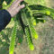araucaria pflanze samen - saatgut alte sorten, outdoor pflanzen bodendecker samen winterhart, winterharte kübelpflanzen baumsamen, garten pflanzen stauden winterhart, pflanzen 5pcs