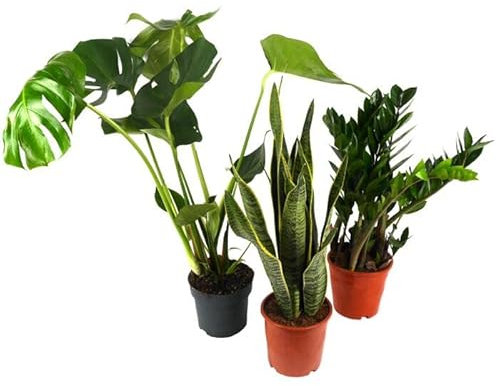Trio Plantas Interior | Monstera Deliciosa, Sansevieria y Zamioculcas Zamiifolia |Plantas Naturales