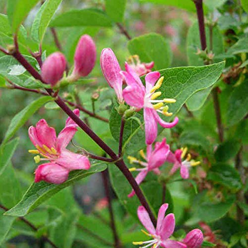 Heckenkirsche 'Hack's Red' - Lonicera Tatarica 'Hack's Red' - 40-60 cm Topf - Rote Blüten und attraktives Laub