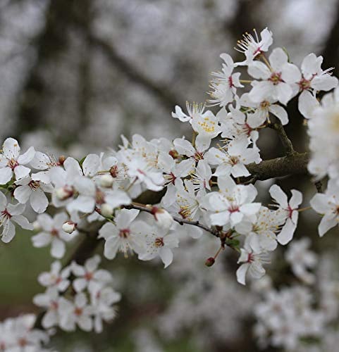 Wildpflaume 60-80cm - Prunus cerasifera - lebende Pflanze aus der Baumschule