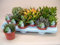 XL Sukkulenten, Mischung, je im 10cm Topf, Starter Set (4 Pflanzen im Set)