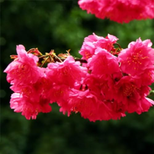 kiskick 20 Stück rote Bougainvillea-Blumensamen, Zierpflanze, Garten, Hofdekoration, Samen zum Pflanzen von Hausgarten Rote Bougainvillea-Samen
