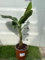 Musa Dwarf Cavendish – Pianta di Banano Nano - Foto Reali H 100cm