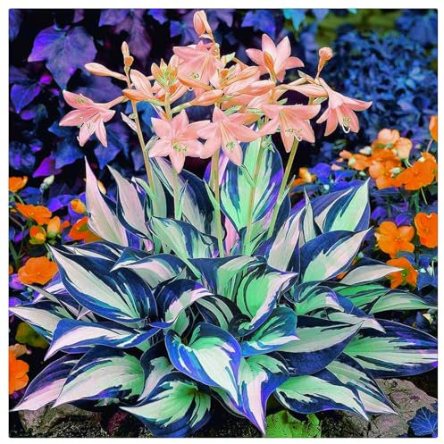 Flowering Rhizome,Wedding Flowers,Greening Flower,Easy to Plant, Excellent Display, Hosta Rhizome-4 Bulbs-A