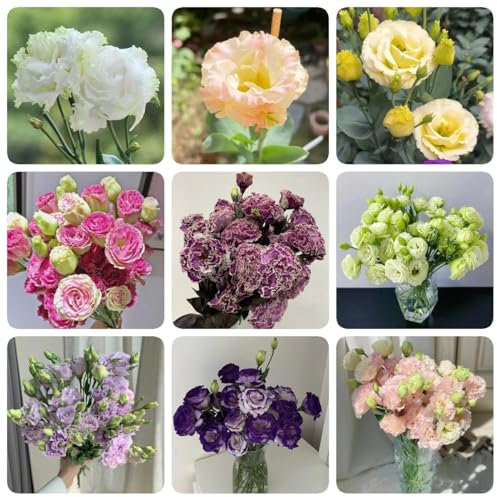 500 Piezas Plantas De Eustoma - Lisianthus - Plantas En Maceta Resistentes, Semillas De Pradera De Flores Perennes. (Eustoma Grandiflorum) Plantas Perennes, Plantas Perennes Resistentes,