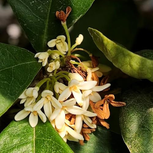 120 Pc Semillas Resistentes Del Laurel - Plantas De Hoja Perenne Resistentes, Arbustos Decorativos Semillas De Plantas De Laurel, Hojas De Laurel Plantas En Macetas Resistentes Al