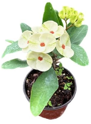 Corona de Cristo Blanca - Planta Natural Suculenta con Flores Blancas