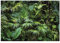 WallArena - Vlies Fototapete Wald Tropical Dschungel Grün Natur Pflanzen Blätter 254x184 cm - Fototapeten - Tapeten für Wohnzimmer Schlafzimmer Vliestapete Wandtapete Tapete 3D Effekt- inkl. Kleister